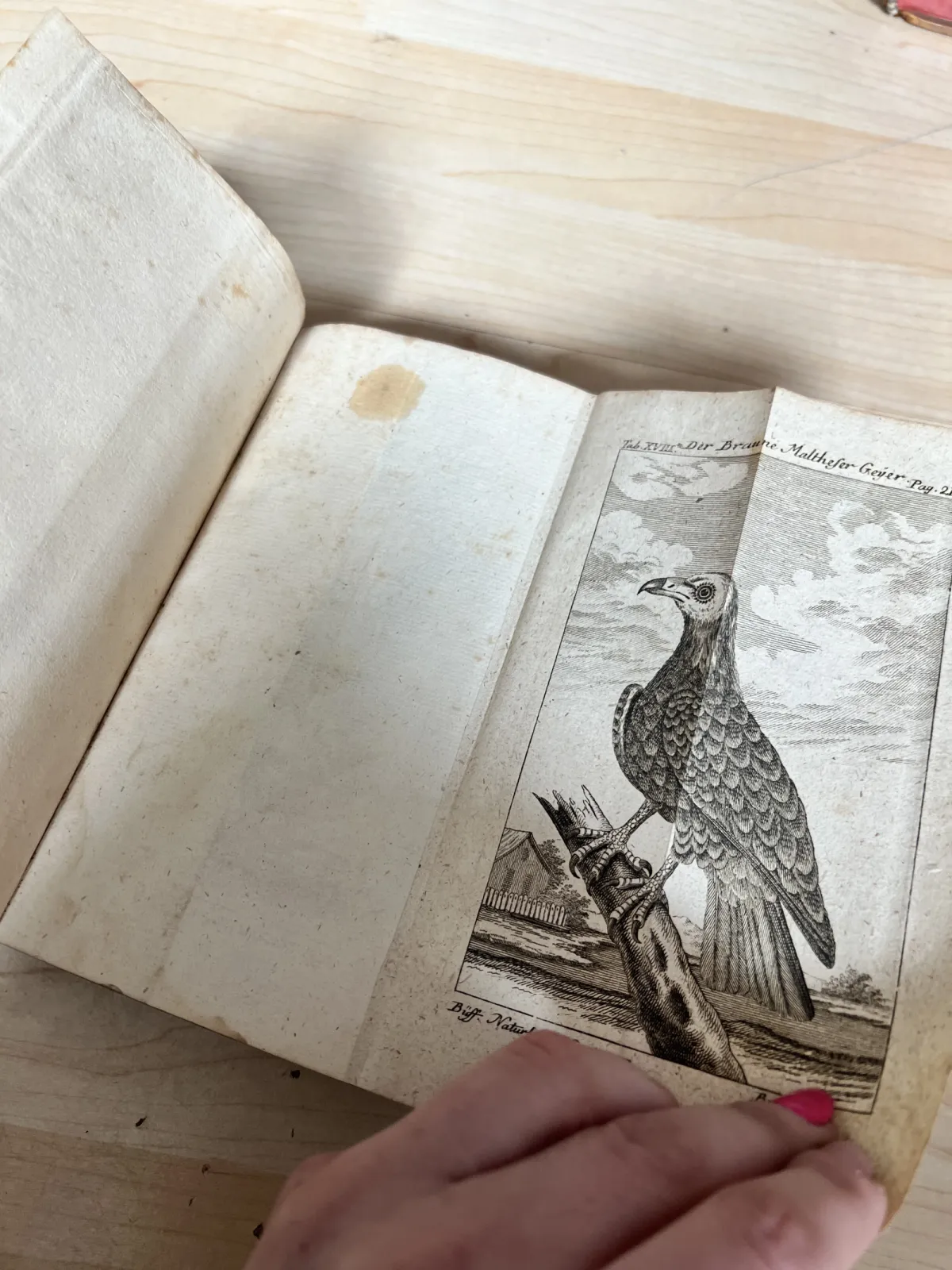 1772 Buffon Naturgeschichte der Vögel – antyk XVIII w. ilustracje ptaków