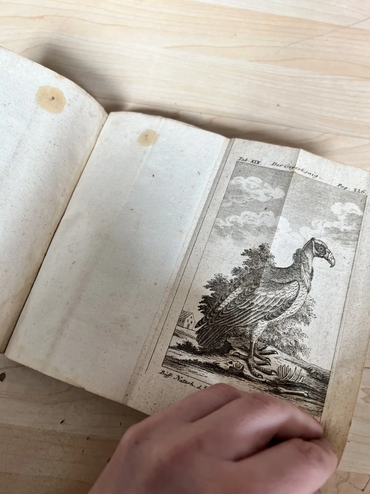 1772 Buffon Naturgeschichte der Vögel – antyk XVIII w. ilustracje ptaków