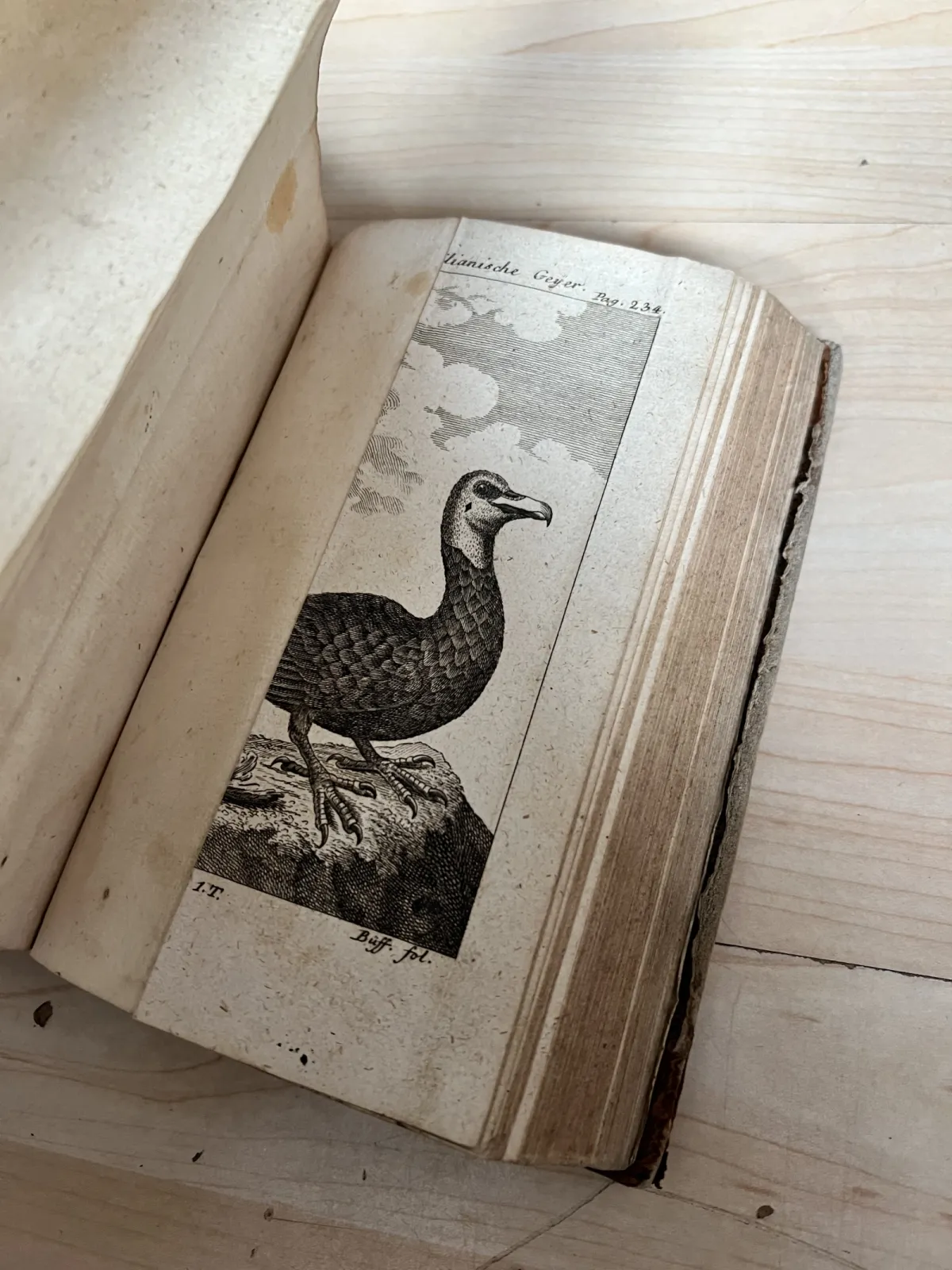 1772 Buffon Naturgeschichte der Vögel – antyk XVIII w. ilustracje ptaków